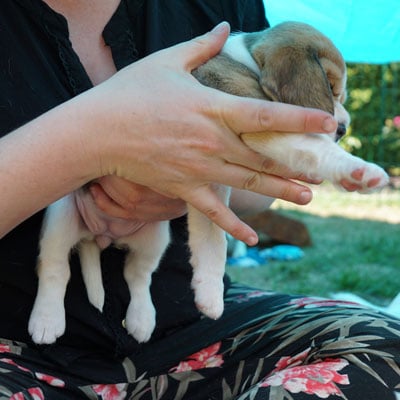 giv din hvalp en god start med et hvalpetjek der løsner skævheder fra fødslen hos dogsrus hundecenter